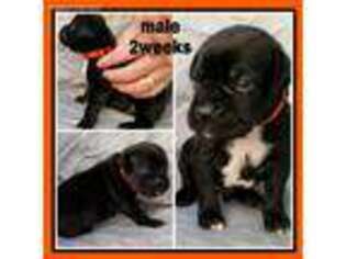 Boxer Puppy for sale in Bethel, OH, USA