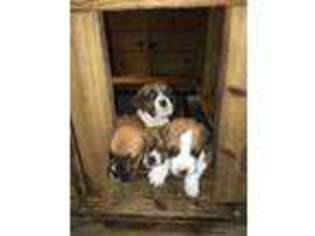 Boxer Puppy for sale in GODWIN, NC, USA