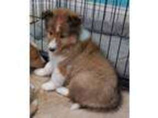 Shetland Sheepdog Puppy for sale in Callaway, VA, USA