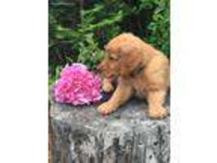 Golden Retriever Puppy for sale in Deary, ID, USA