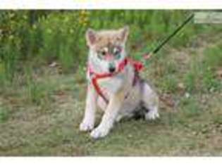 Wolf Hybrid Puppy for sale in Tyler, TX, USA