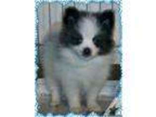 Pomeranian Puppy for sale in ATWATER, OH, USA
