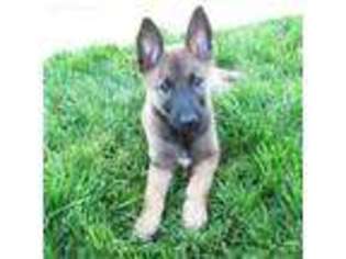 Belgian Malinois Puppy for sale in Boise, ID, USA