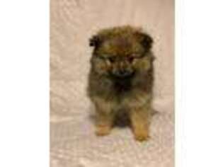 Pomeranian Puppy for sale in Moody, TX, USA