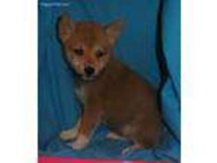 Shiba Inu Puppy for sale in Marengo, IA, USA