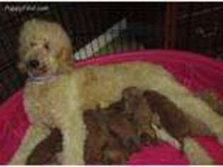 Goldendoodle Puppy for sale in Lincoln, AL, USA