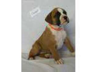 Boxer Puppy for sale in Womelsdorf, PA, USA