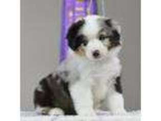 Miniature Australian Shepherd Puppy for sale in Omaha, AR, USA