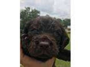 Boykin Spaniel Puppy for sale in Louisville, MS, USA