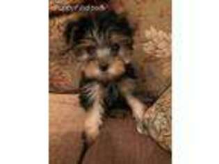 Yorkshire Terrier Puppy for sale in Farmington, MI, USA