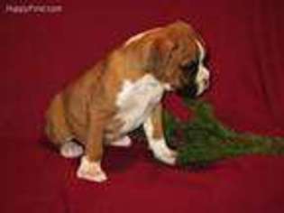 Boxer Puppy for sale in Myerstown, PA, USA