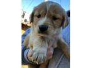 Golden Retriever Puppy for sale in Vossburg, MS, USA