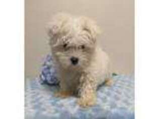 Maltese Puppy for sale in Dundee, OH, USA