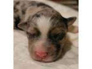 Australian Shepherd Puppy for sale in Hotchkiss, CO, USA