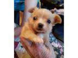 Chihuahua Puppy for sale in Huntsville, TX, USA