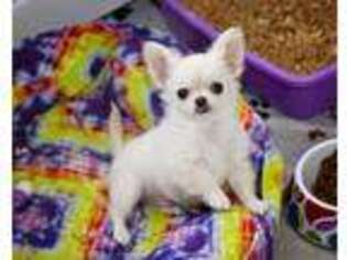 Chihuahua Puppy for sale in Anderson, SC, USA