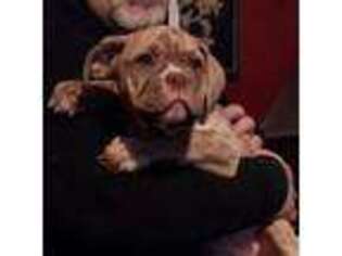 Olde English Bulldogge Puppy for sale in Mobile, AL, USA