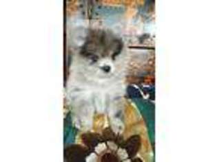 Pomeranian Puppy for sale in Oak Brook, IL, USA