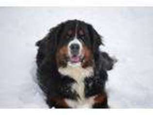 Bernese Mountain Dog Puppy for sale in Montgomery Center, VT, USA