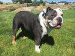 Olde English Bulldogge Puppy for sale in Fruitland, ID, USA