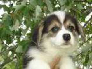 Pembroke Welsh Corgi Puppy for sale in Green City, MO, USA