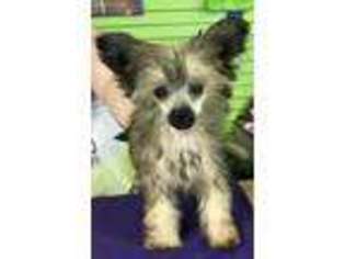 Chinese Crested Puppy for sale in Springfield, IL, USA
