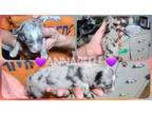 Miniature Australian Shepherd Puppy for sale in Sioux City, IA, USA