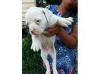 American Bulldog Puppy for sale in Hohenwald, TN, USA