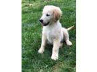 Golden Retriever Puppy for sale in Austin, KY, USA