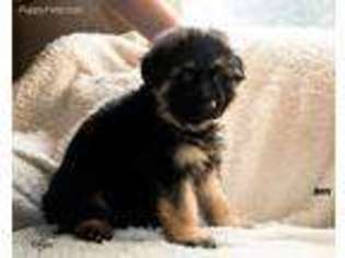German Shepherd Dog Puppy for sale in Wellsboro, PA, USA