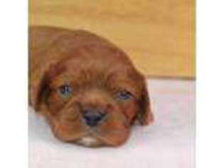 Cavalier King Charles Spaniel Puppy for sale in Rochert, MN, USA