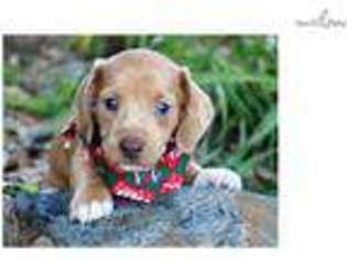 Dachshund Puppy for sale in Monroe, LA, USA