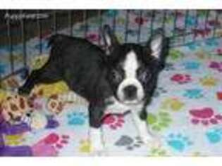 Boston Terrier Puppy for sale in Tucson, AZ, USA