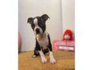 Boston Terrier Puppy for sale in Shirley, NY, USA