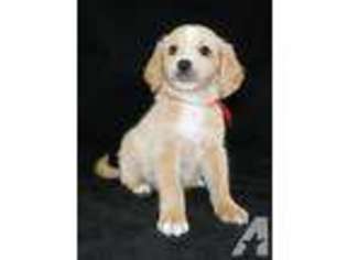 Goldendoodle Puppy for sale in JASPER, IN, USA