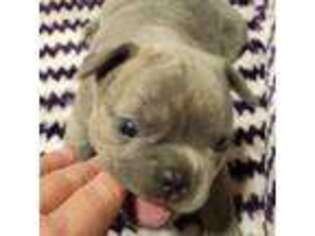 French Bulldog Puppy for sale in Green Valley, IL, USA