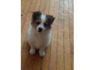 Pomeranian Puppy for sale in Amherst, WI, USA