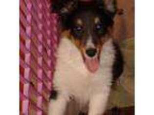 Shetland Sheepdog Puppy for sale in Berkeley Springs, WV, USA