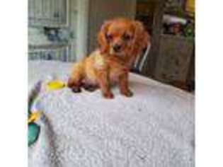 Cavalier King Charles Spaniel Puppy for sale in Denver, CO, USA