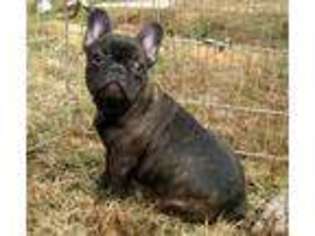 French Bulldog Puppy for sale in NEWPORT, TN, USA