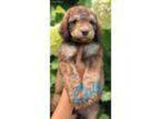 Goldendoodle Puppy for sale in Sulligent, AL, USA