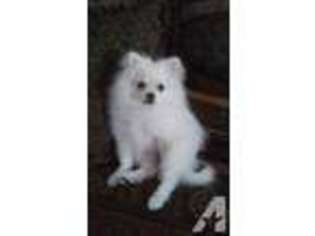 Pomeranian Puppy for sale in KISSIMMEE, FL, USA
