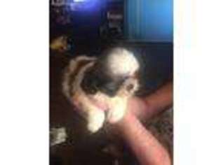 Mutt Puppy for sale in Micanopy, FL, USA