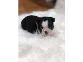 Boston Terrier Puppy for sale in Harrison, AR, USA