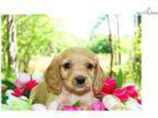 Golden Retriever Puppy for sale in Charlottesville, VA, USA