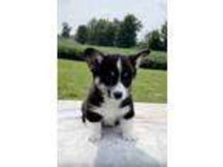 Pembroke Welsh Corgi Puppy for sale in Wolcottville, IN, USA