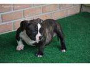 American Bulldog Puppy for sale in Sanford, FL, USA