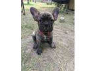 French Bulldog Puppy for sale in Eagle Pass, TX, USA