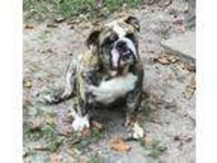 Bulldog Puppy for sale in Fort Mitchell, AL, USA