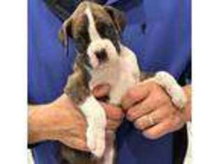 Boxer Puppy for sale in Marine City, MI, USA